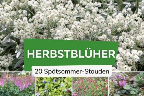 Herbstblüher - Spätsommer-Stauden