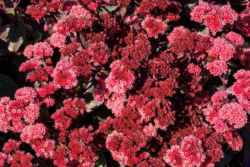 Hohes Fettblatt (Sedum telephium) 'Xenox'