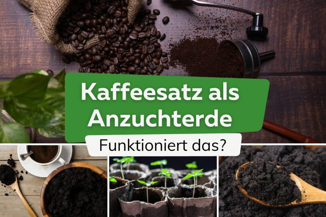 Kaffeesatz als Anzuchterde - Funktoniert das?