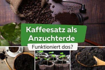 Kaffeesatz als Anzuchterde - Funktoniert das?