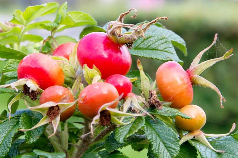 Hagebutten an Kartoffel-Rose (Rosa rugosa)