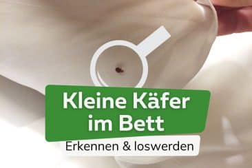 Kleine Käfer im Bett