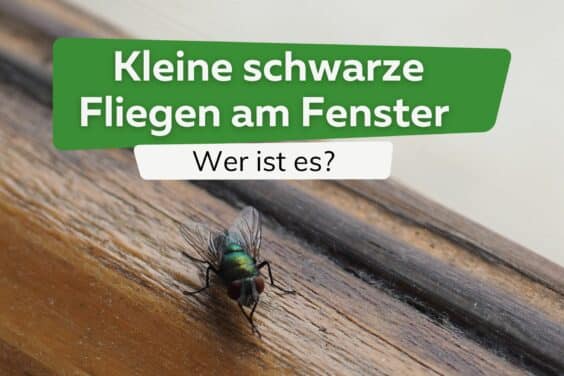 Kleine schwarze Fliegen am Fenster Titel