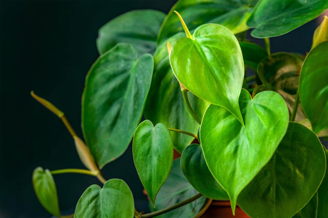 Kletterphilodendron (Philodendron scandens)