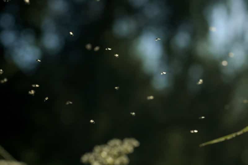 Viele Kriebelmücken in der Natur