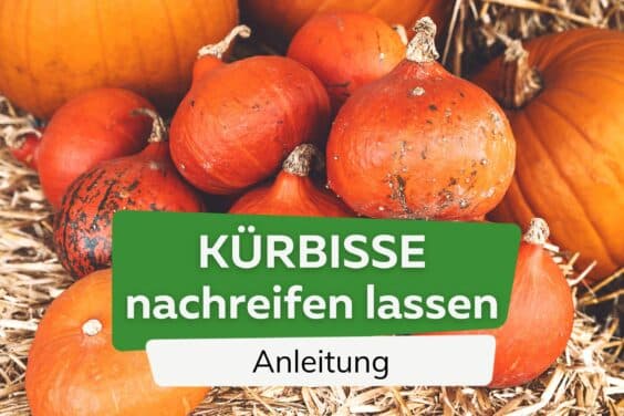 Kürbisse nachreifen lassen