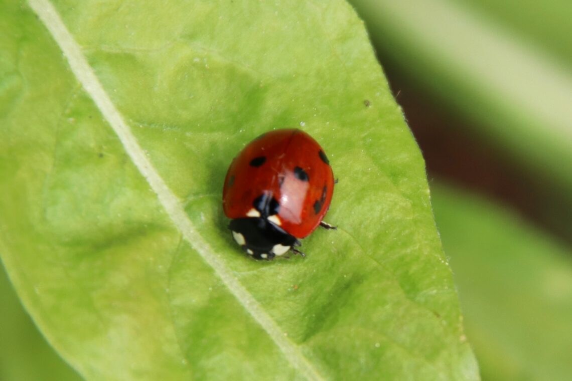 Marienkäfer auf Blatt