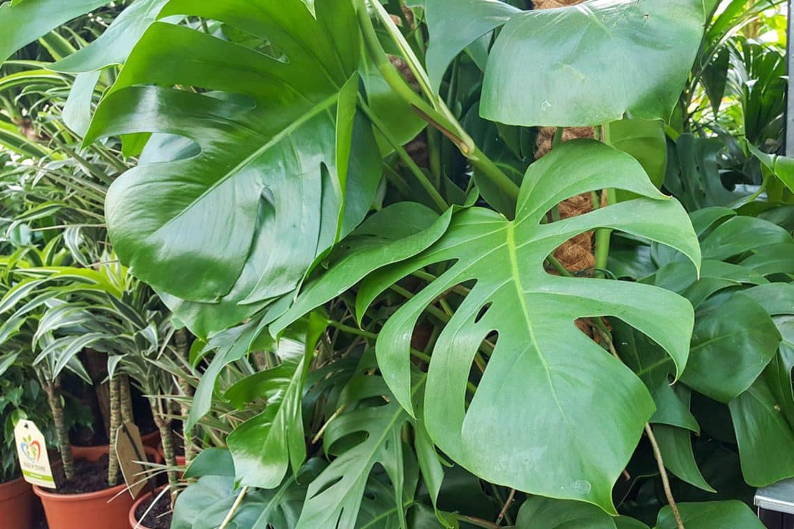 Monstera deliciosa