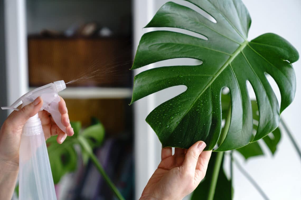 Monstera Blatt wird mit Wasser besprüht