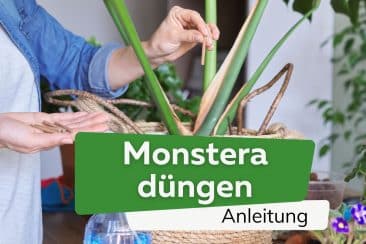 Monstera mit Düngestäbchen düngen