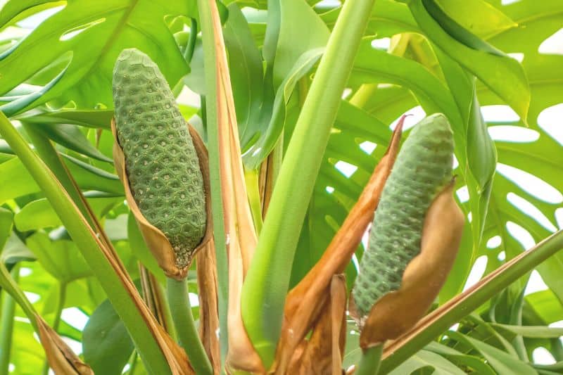 Frucht der Monstera deliciosa