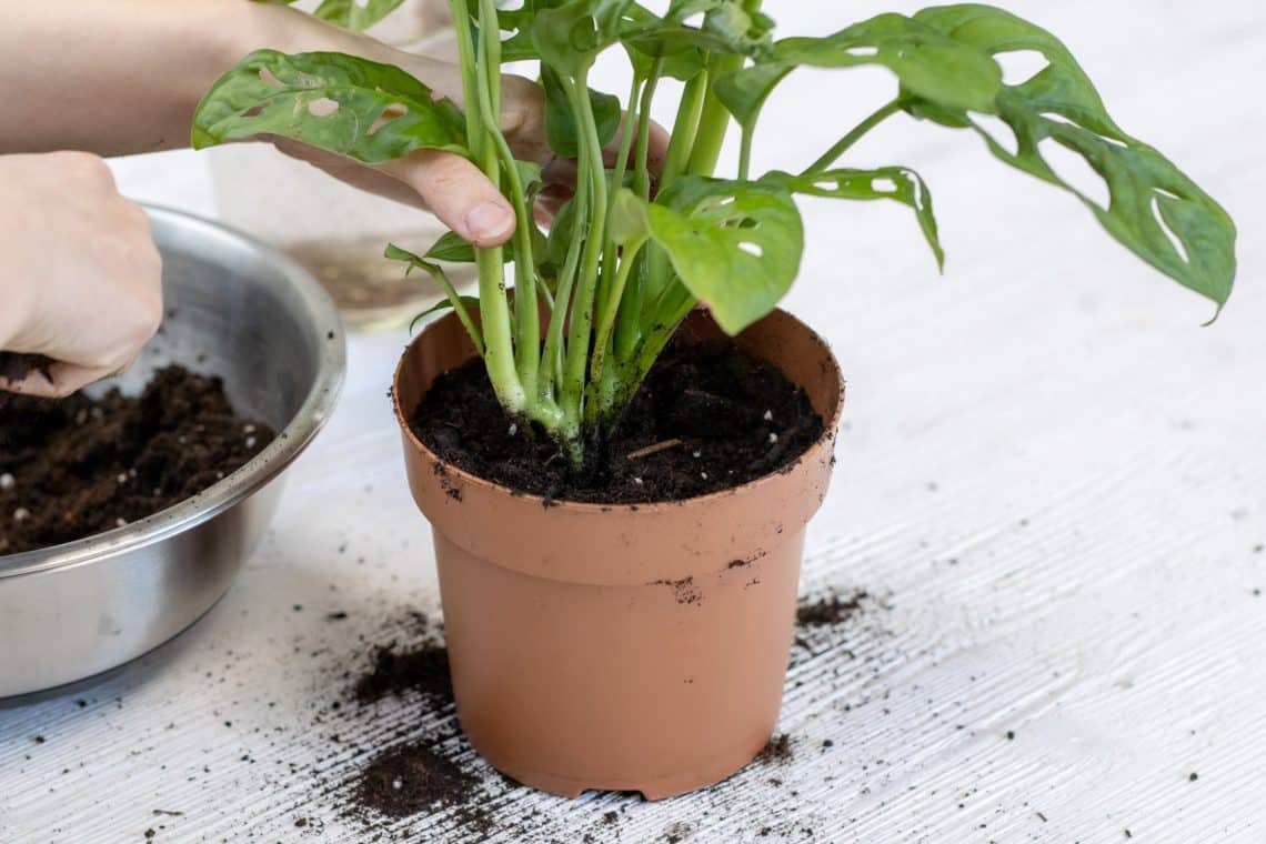 Monstera adansonii in wasserdurchlässigem Substrat