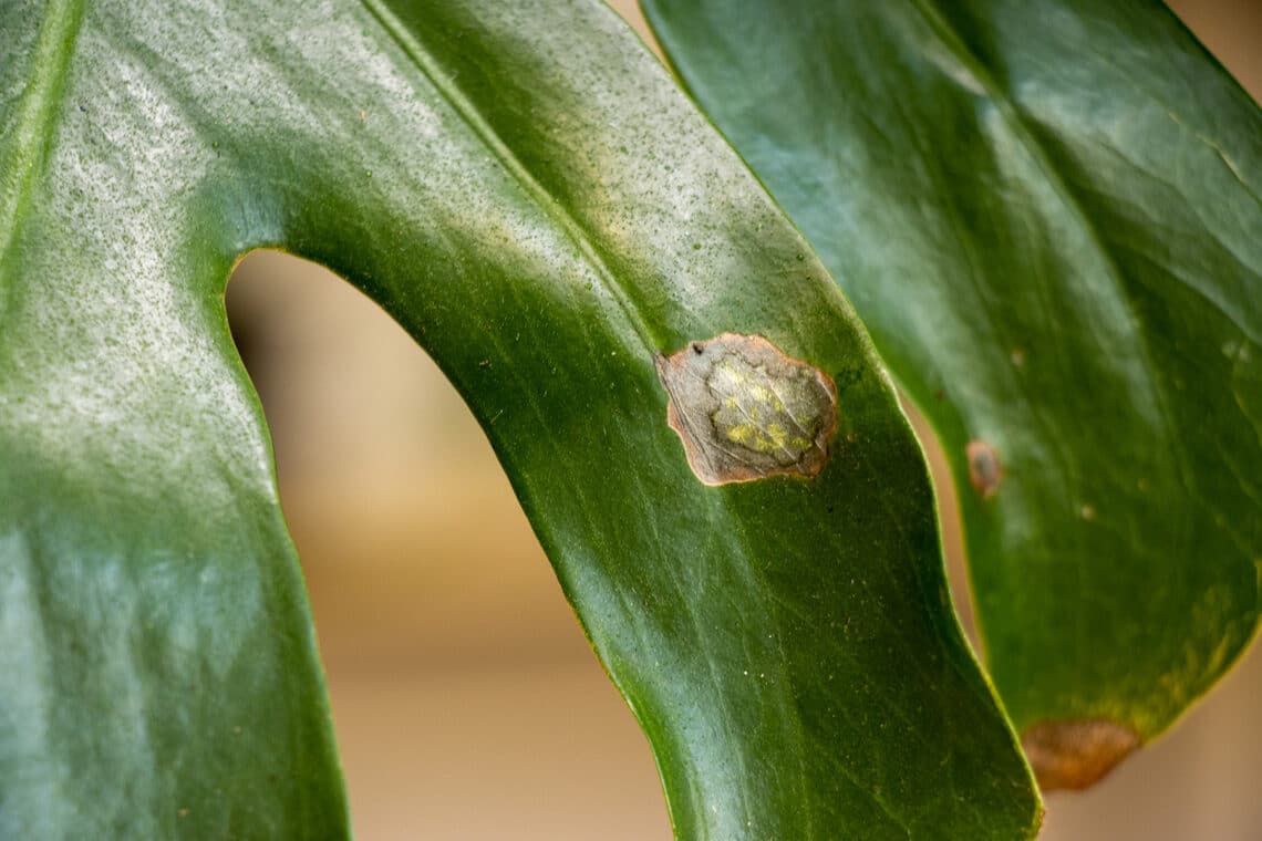 Augenfleckenkrankheit an einem Monstera Blatt