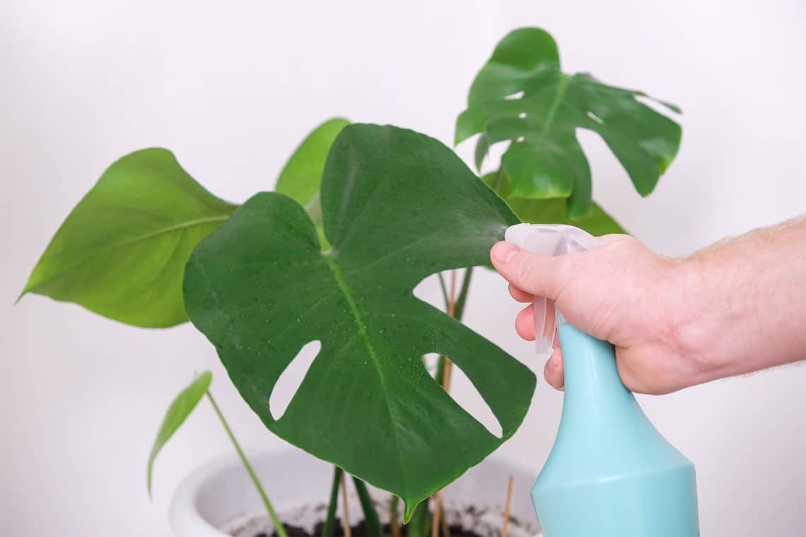 Monstera mit handwarmem Wasser besprühen