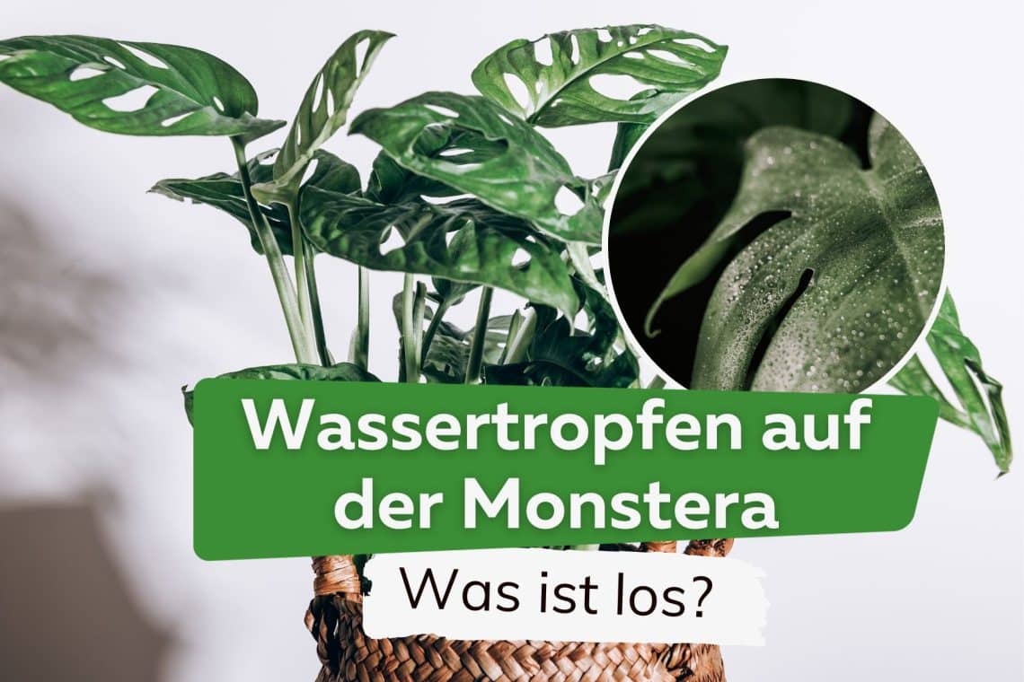 Wassertropfen auf der Monstera - Was ist los?