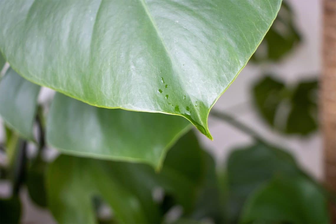 Monstera deliciosa Wassertropfen (Transpiration)