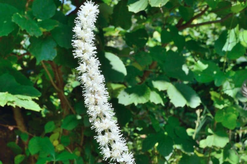 Oktober-Silberkerze (Cimicifuga simplex)