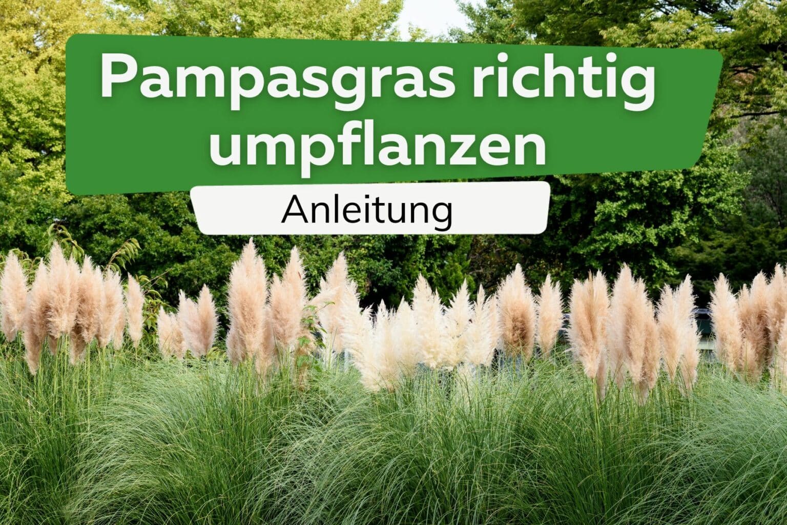 Wie schnell wächst Pampasgras? Wie hoch wird es maximal? Wachstum
