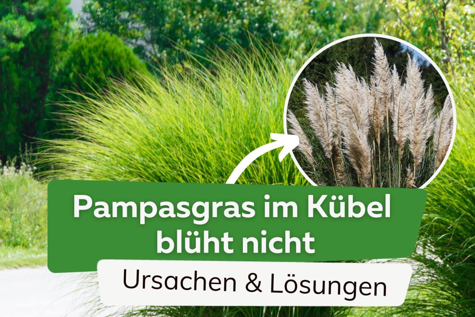 Wie schnell wächst Pampasgras? Wie hoch wird es maximal? Wachstum