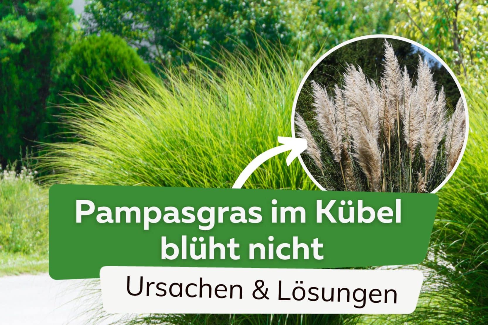 38+ Wie Groß Wird Pampasgras, Innerhalb einer saison wachsen die