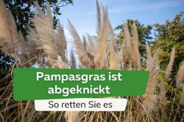 Pampasgras ist abgeknickt - So retten Sie es