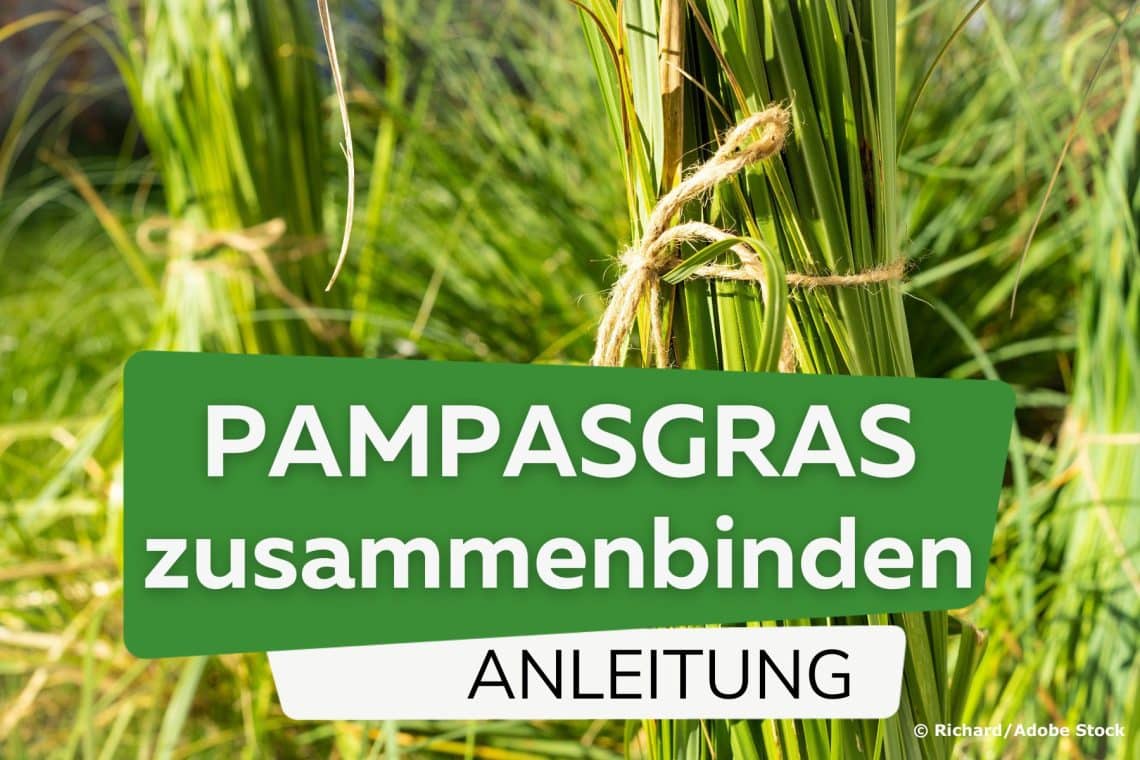 Pampasgras zusammenbinden