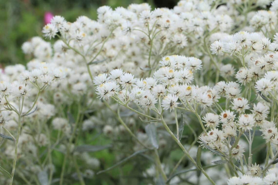 Perlkörbchen (Anaphalis triplinervis) 'Sommerschnee'