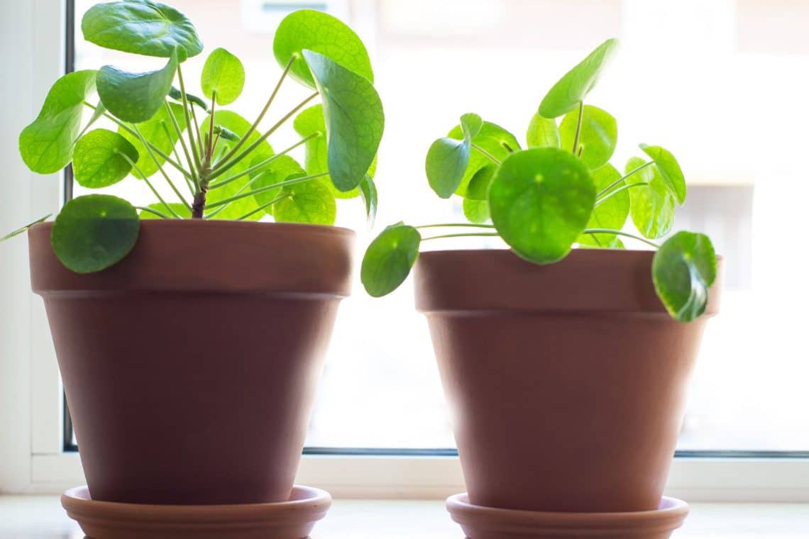 Pfannkuchenpflanze (Pilea peperomioides)