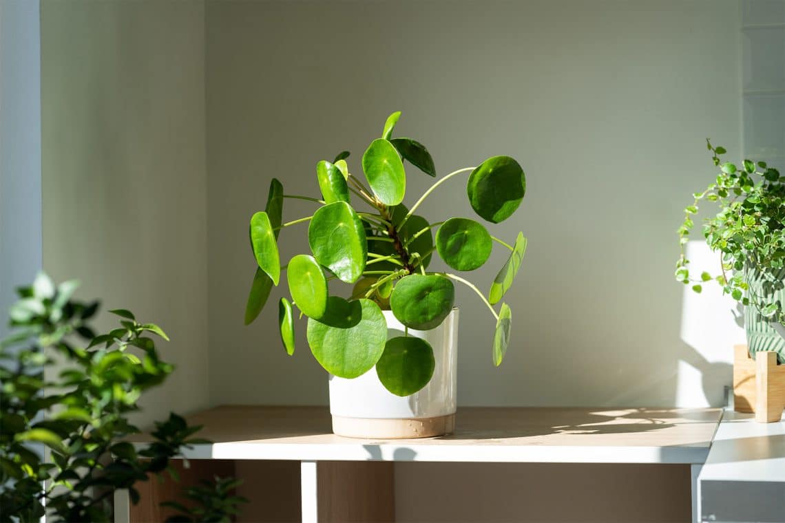 PFannenkuchenpflanze - Pilea peperomioides