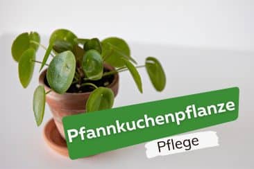 Pfannkuchenpflanze: so pflegst du sie richtig