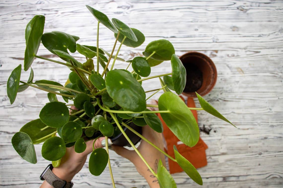 Pfannkuchenpflanze (Pilea peperomioides) umtopfen