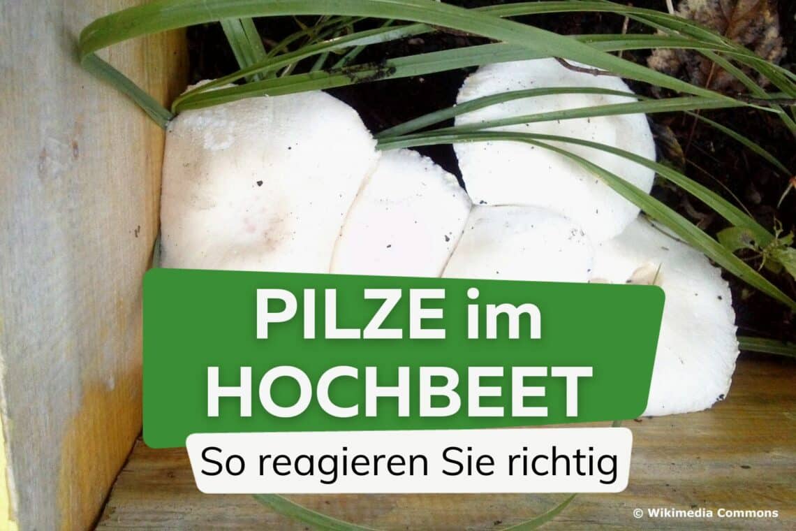 Pilze im Hochbeet