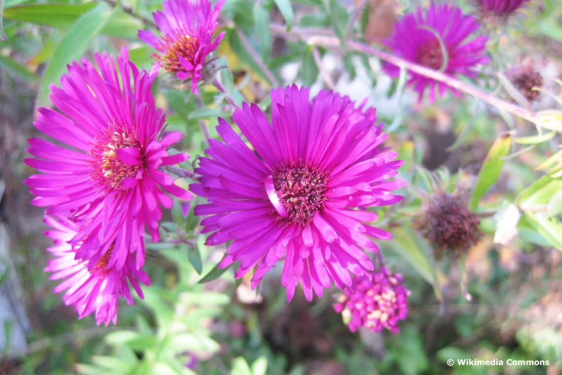 Raublatt-Aster (Symphyotrichum novae-angliae)