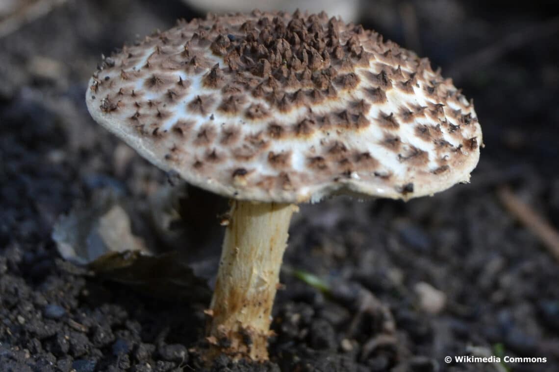 Rauer Stachel-Schirmling (Lepiota aspera)