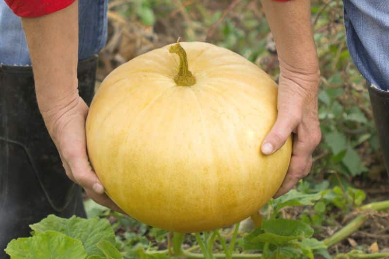 Hände ernten reifen Kürbis