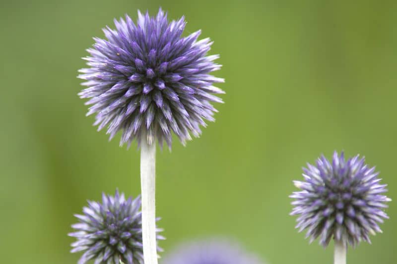 Ruthenische Kugeldistel (Echinops ritro) Veitchs Blue