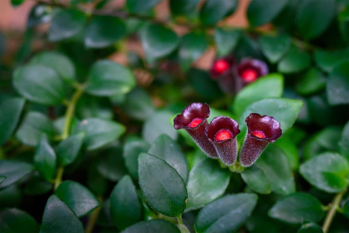 Schamblume (Aeschynanthus)