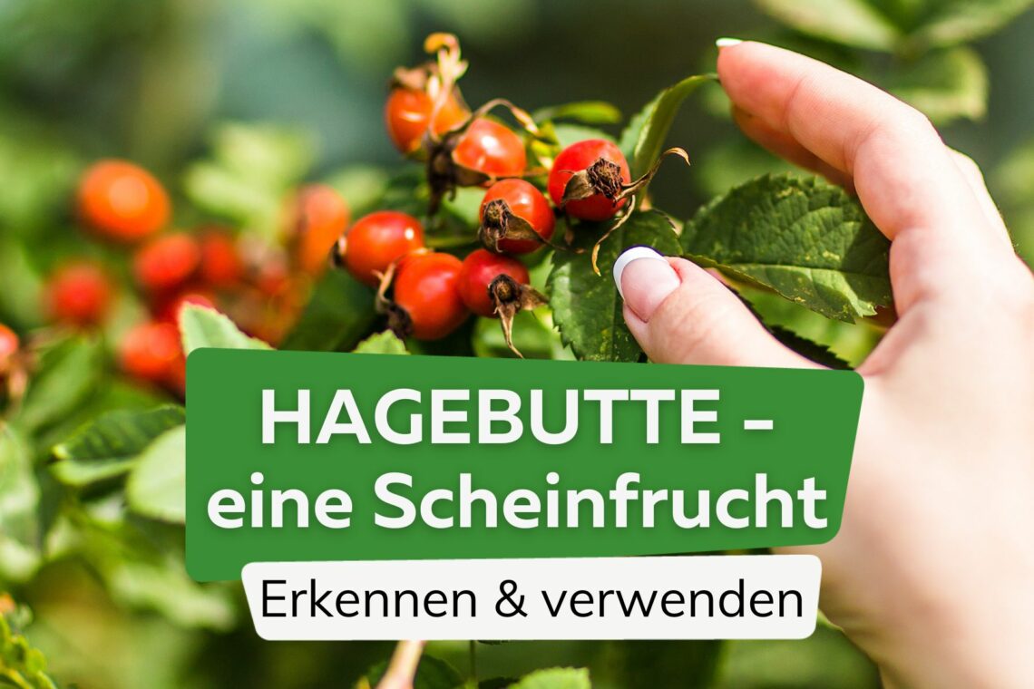 Hagebutten als Scheinfrucht der Rosen