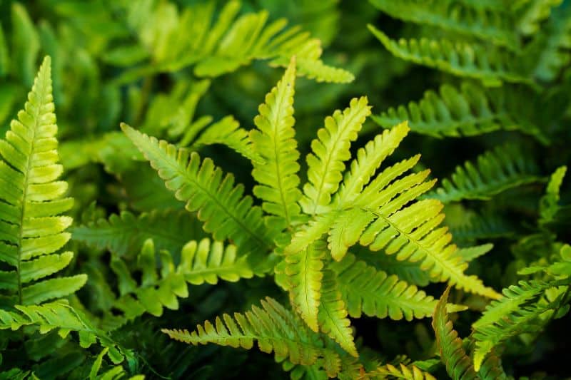 Schildfarn (Polystichum tsus-simense)