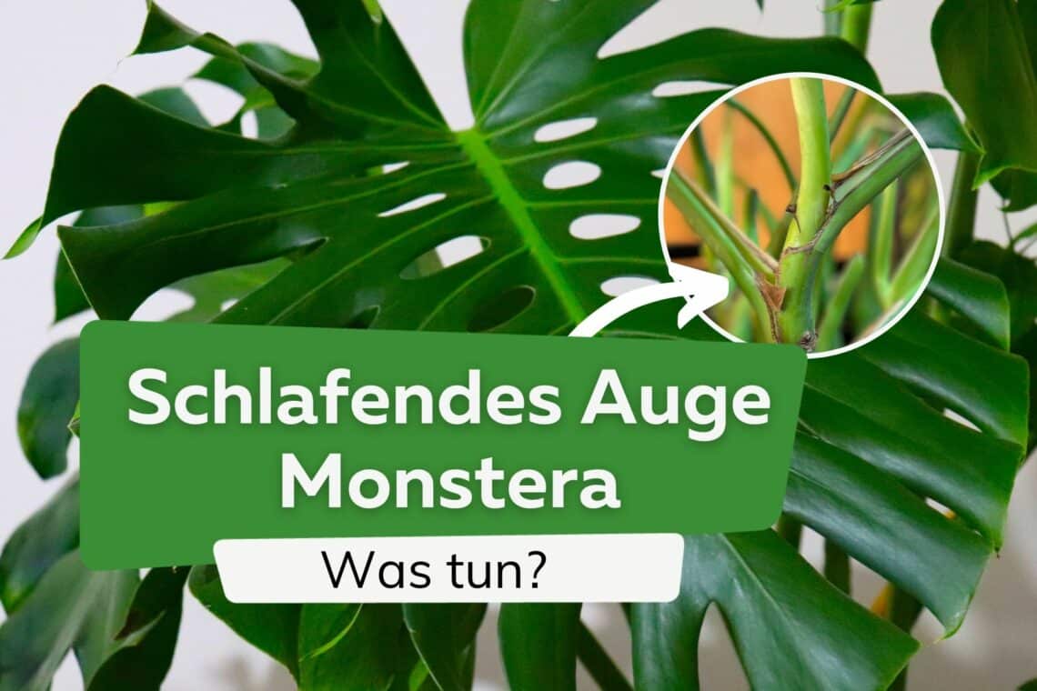 Schlafendes Auge an Monstera: so gehen Sie damit um