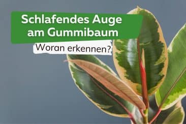 Schlafendes Auge am Gummibaum - Woran erkennen?