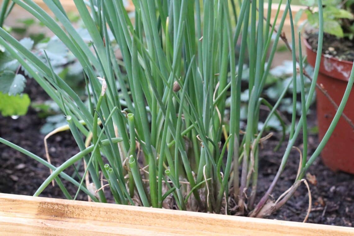 Schnittlauch (Allium schoenoprasum)