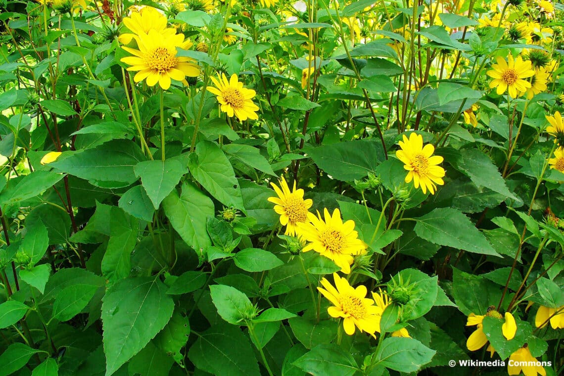 Stauden-Sonnenblume (Helinathus decapetalus) 'Plenus'