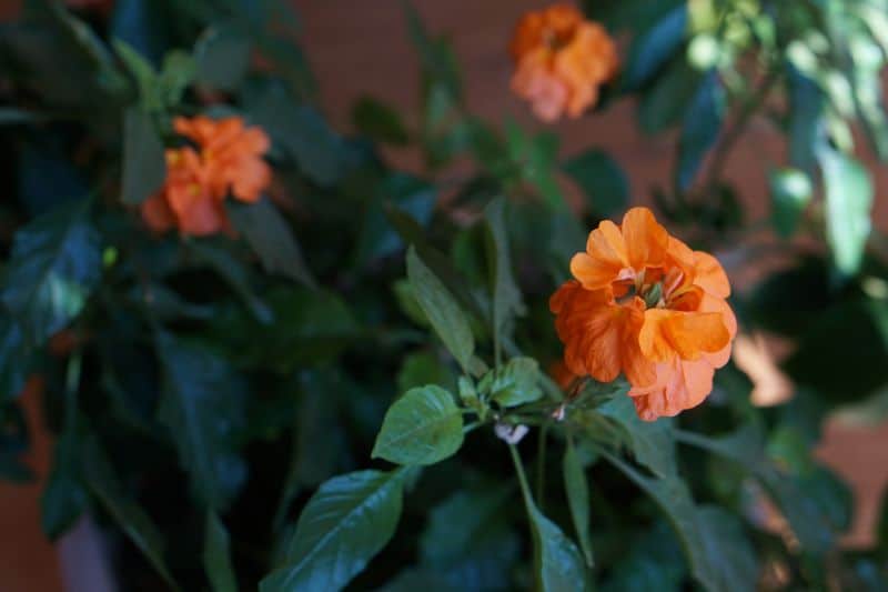 Tapirblume (Crossandra infundibuliformi)