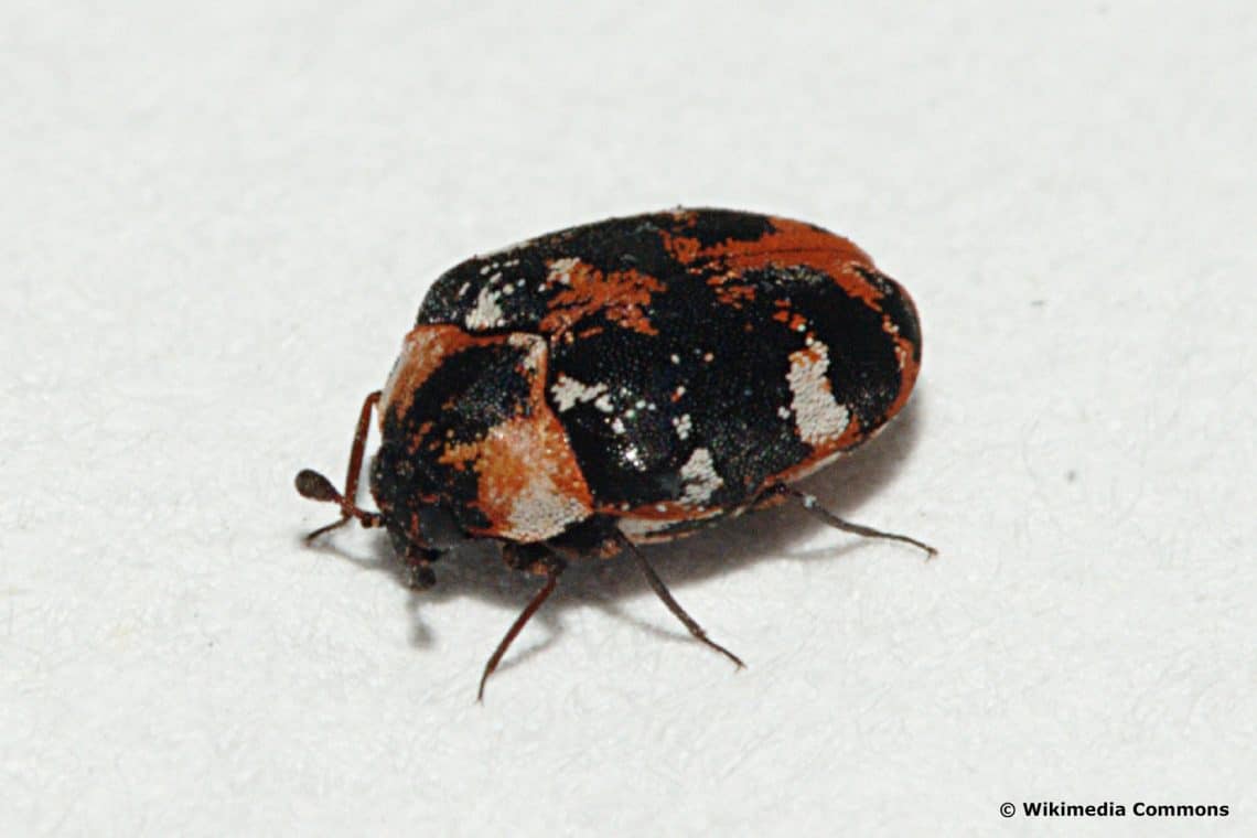 Teppichkäfer (Anthrenus scrophulariae)