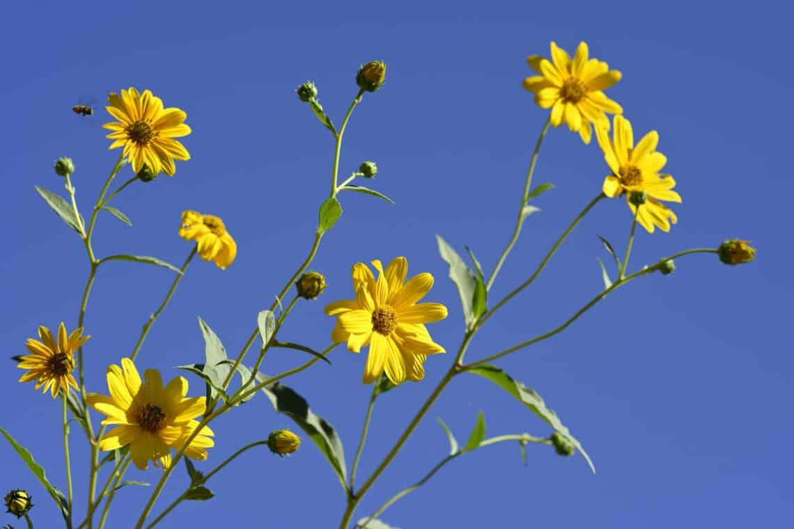 Topinambur (Helianthus tuberosus)