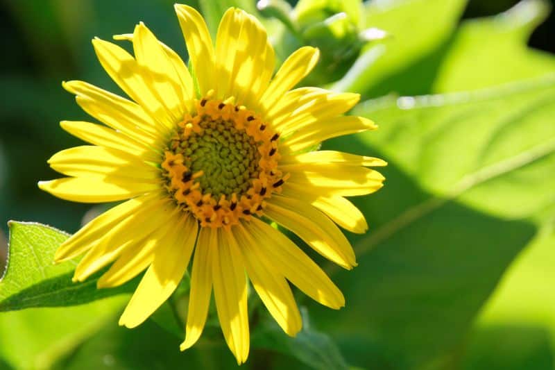 Verwachsenblättrige Becherpflanze (Silphium perfoliatum)