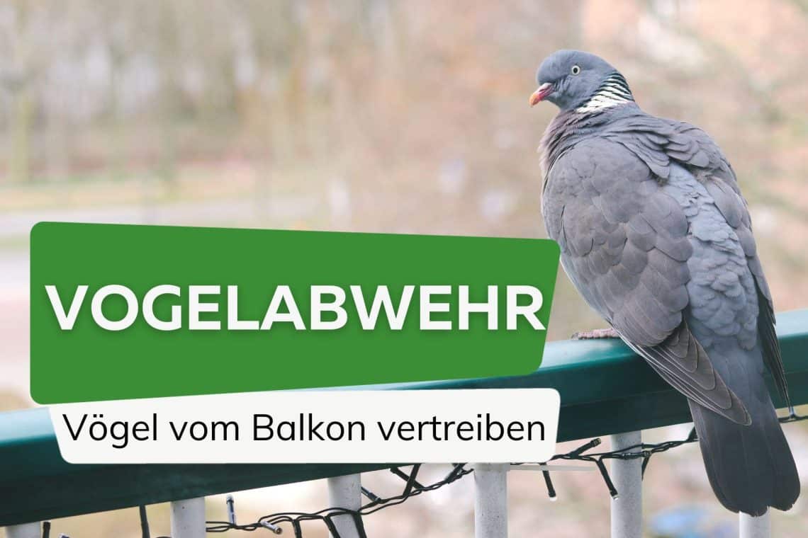 Vogelabwehr - Taube auf dem Balkon