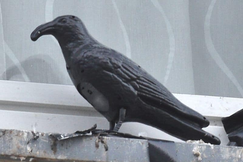 Vogelattrappe auf Fensterbrett