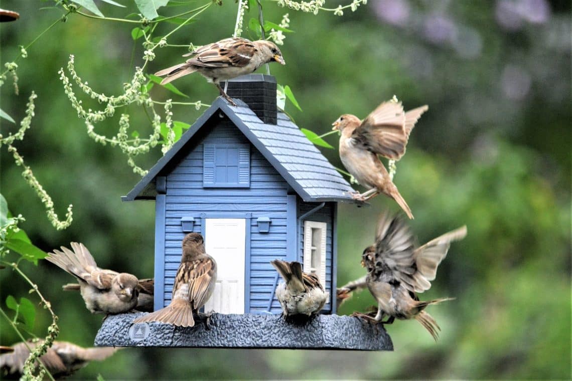 Spatzen an Vogelhäuschen im Garten